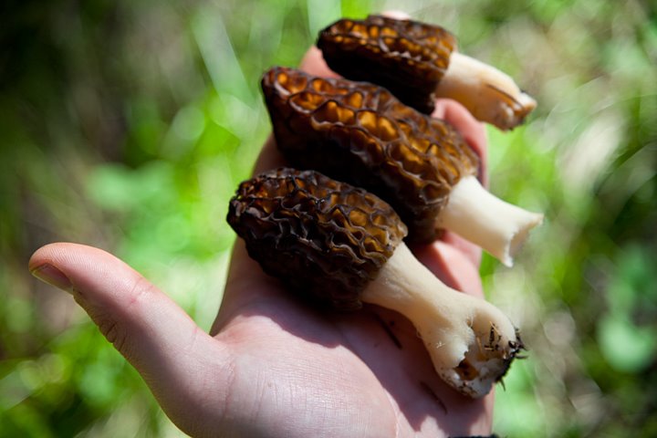morel
