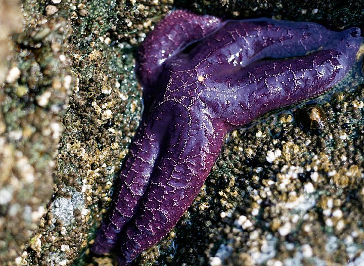 sea star