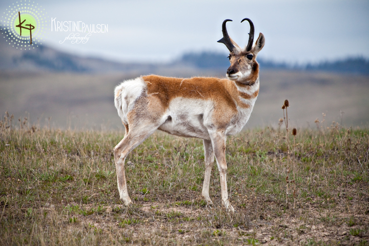 Where the deer and the antelope play :: Visiting the National Bison Range in Montana