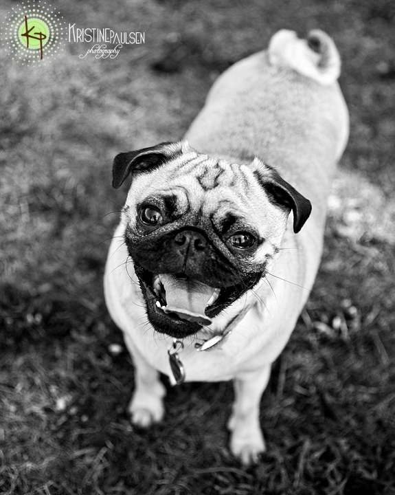 Petunia the Pug’s Puppy Portrait Pictures