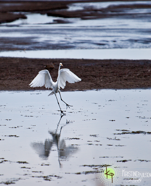 Great Egret :: Birds at the Lee Metcalf Wildlife Refuge