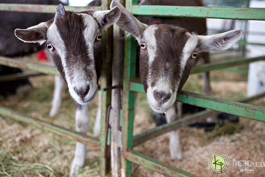 A Boy and His Rabbit and a Few Goats for Good Measure – {Western Montana Fair}