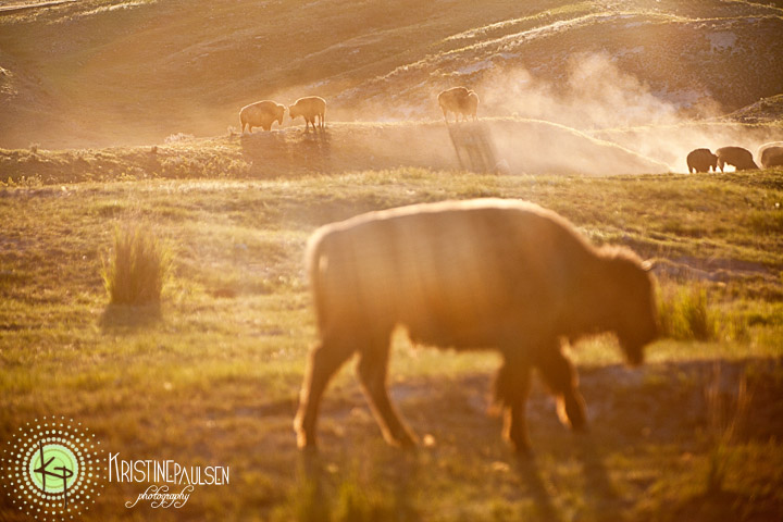 Dusty Bison and Stellar Light – {Wordless Wednesday}