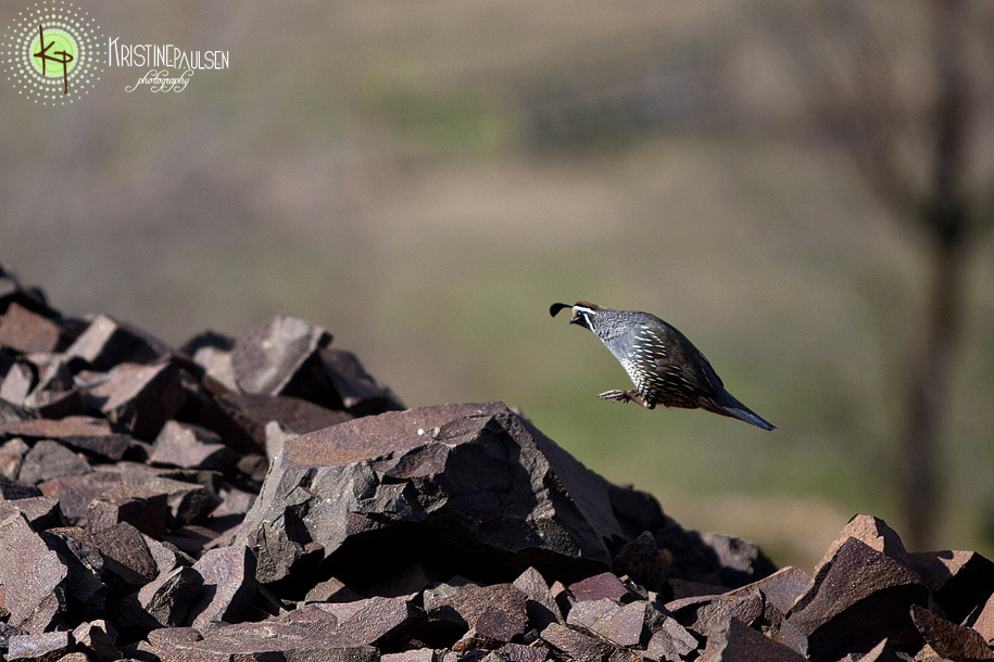 Jumping Quail! – {Wordless Wednesday}