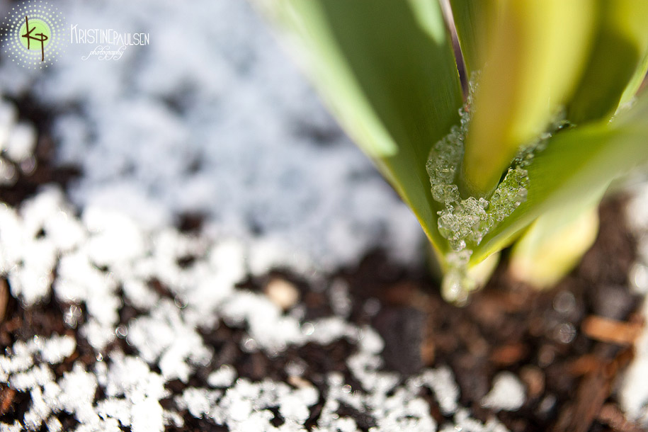 Daffodils in the Snow – {Wordless Wednesday}