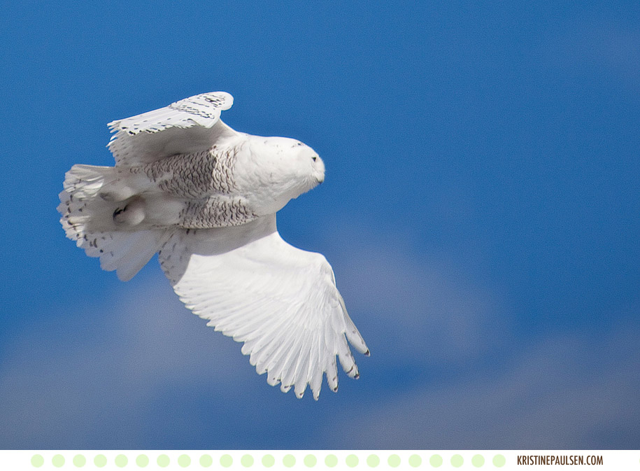 Visitors from the North – {Snowy Owls in Montana}