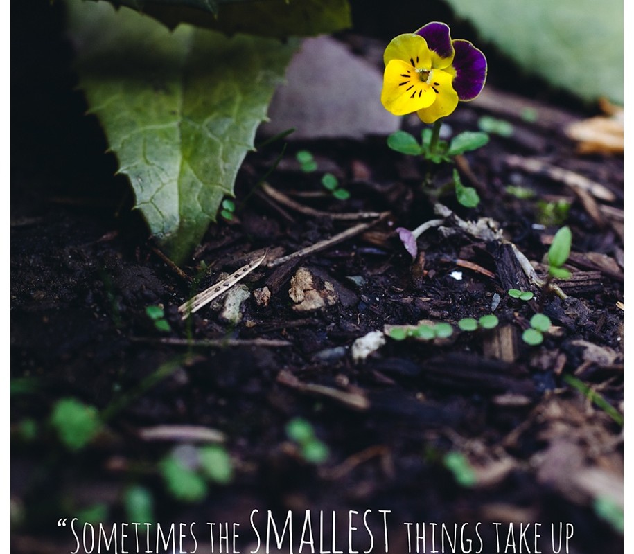 The Smallest Things – {Missoula Springtime Flowers}