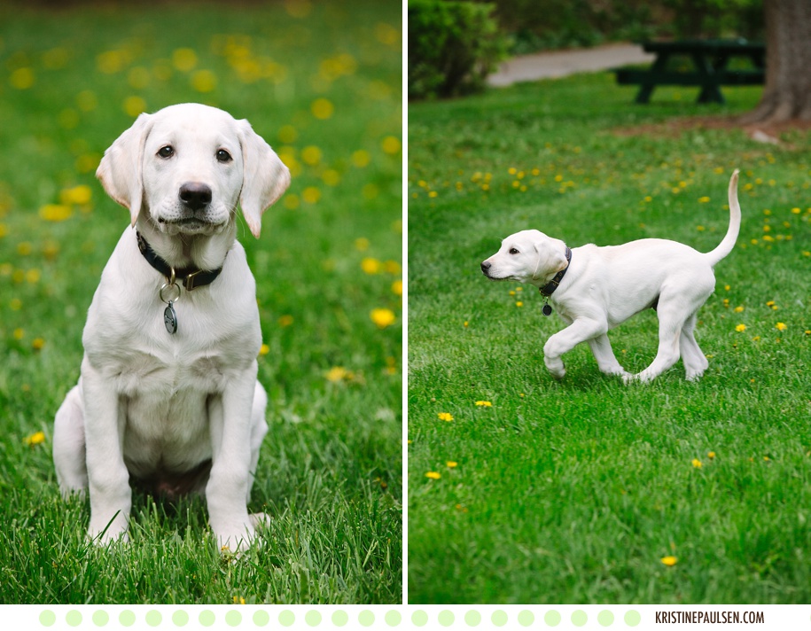 Playful Puppy! :: {The Sharkey Family’s Missoula Pet Portrait Session}