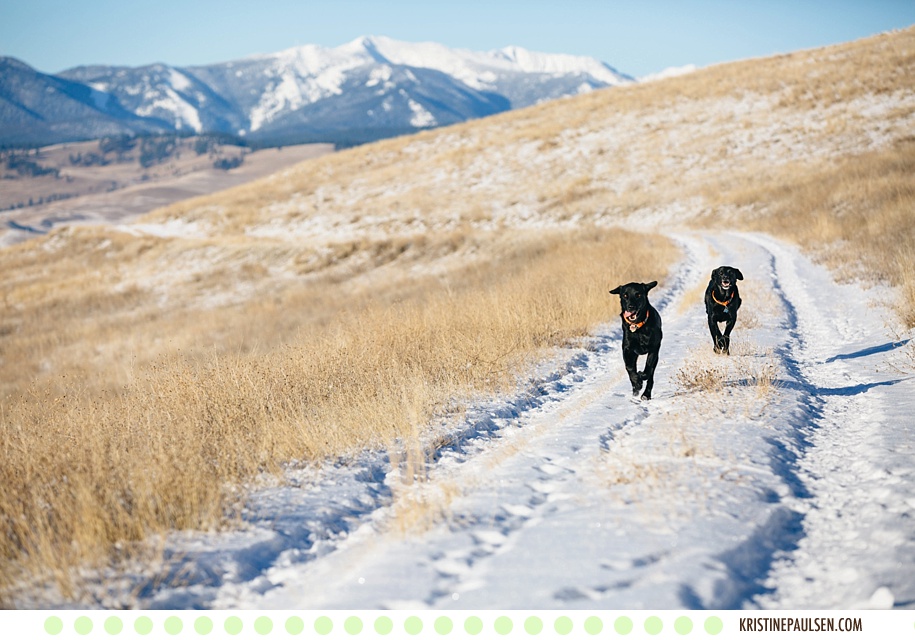 Mountain Running :: {Lolo and Trapper’s Missoula Pet Portraits}