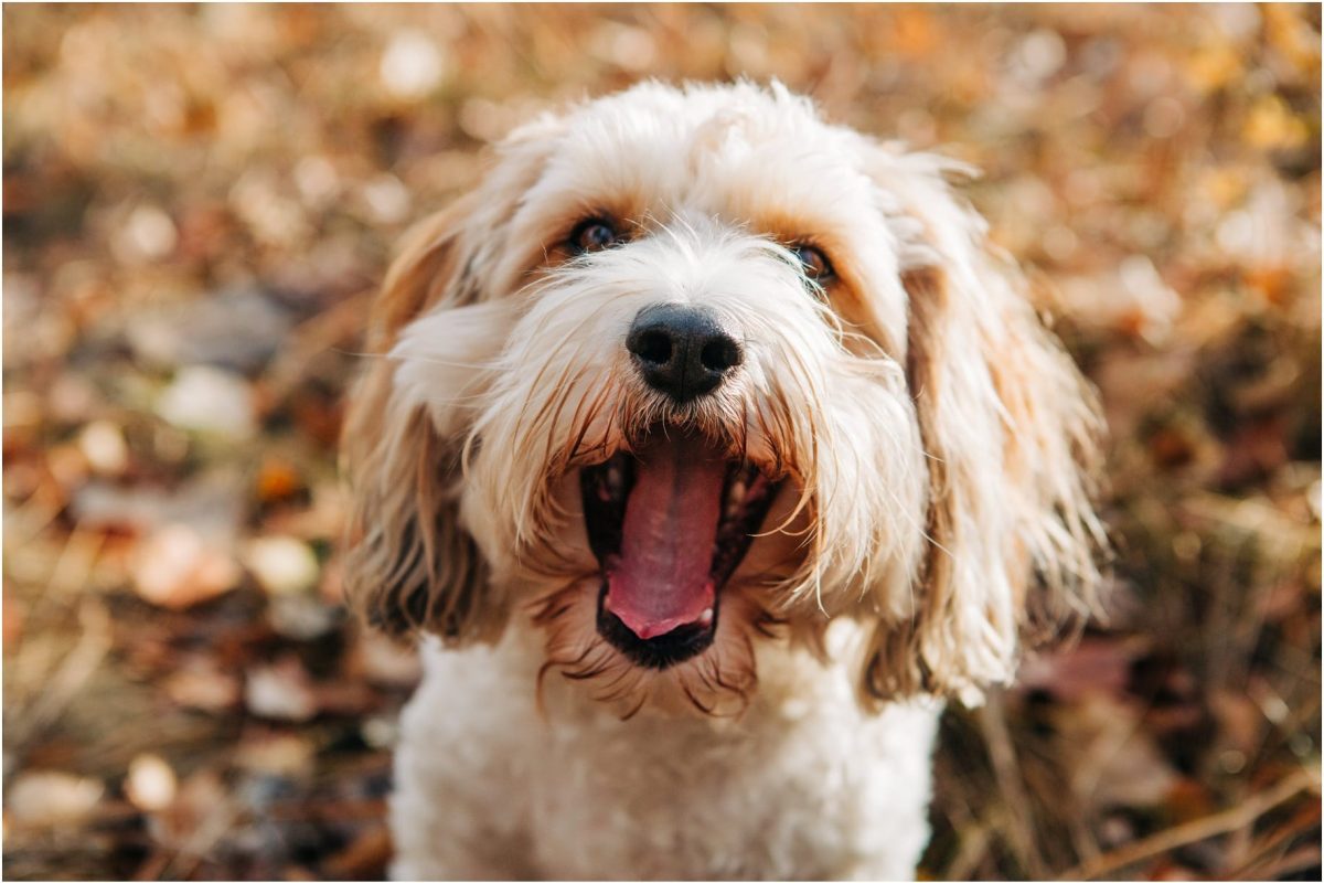 Mighty + Melvin :: Hamilton Montana Dog Portraits