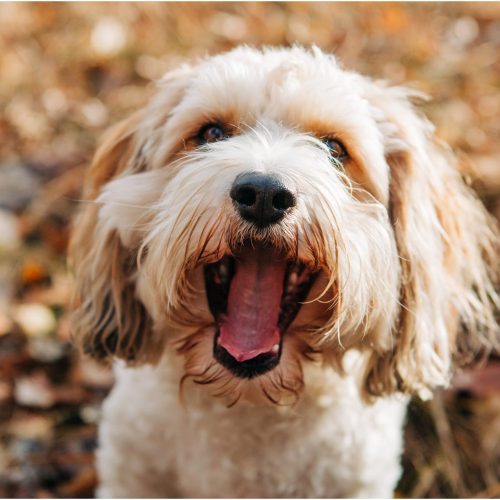 Mighty + Melvin :: Hamilton Montana Dog Portraits - Photos by Kristine Paulsen Photography