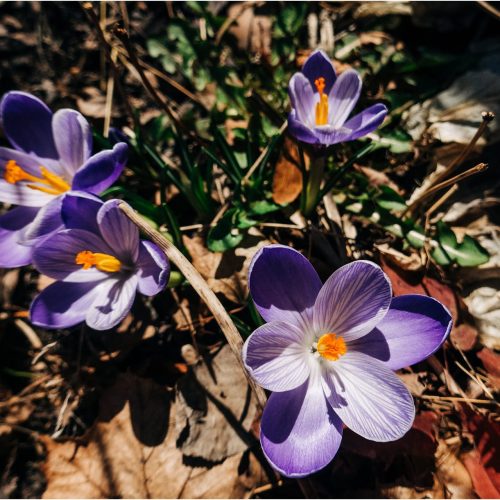 Missoula Springtime Crocuses - Photos by Kristine Paulsen Photography_0014