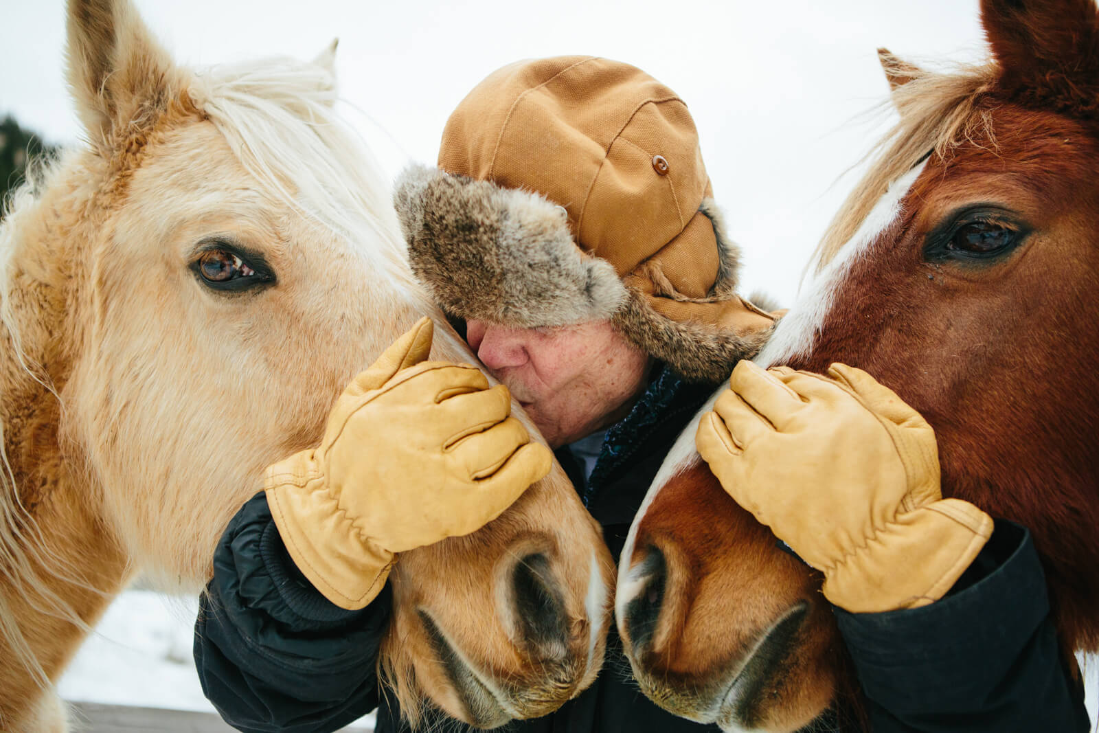 Author James Lee Burke embraces his two horses and kisses the nose of one at his home in Lolo Montana