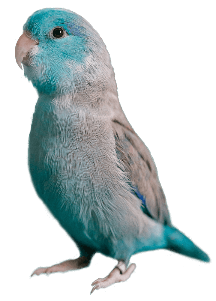 Flash the parrotlet