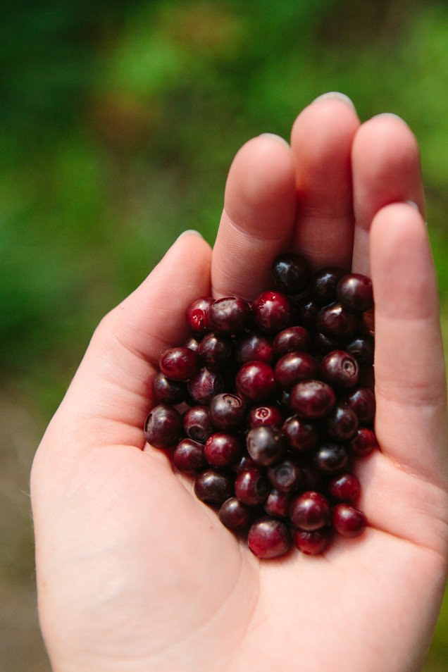 A handful of wild Montana huckleberries