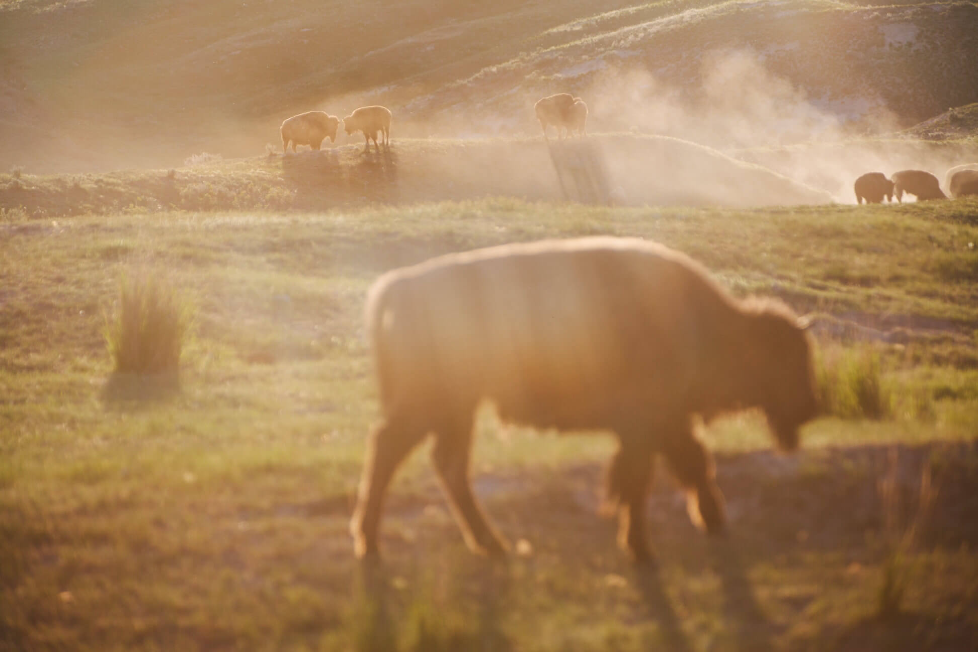 Bison roll in dust at the National Bison Range in Montana