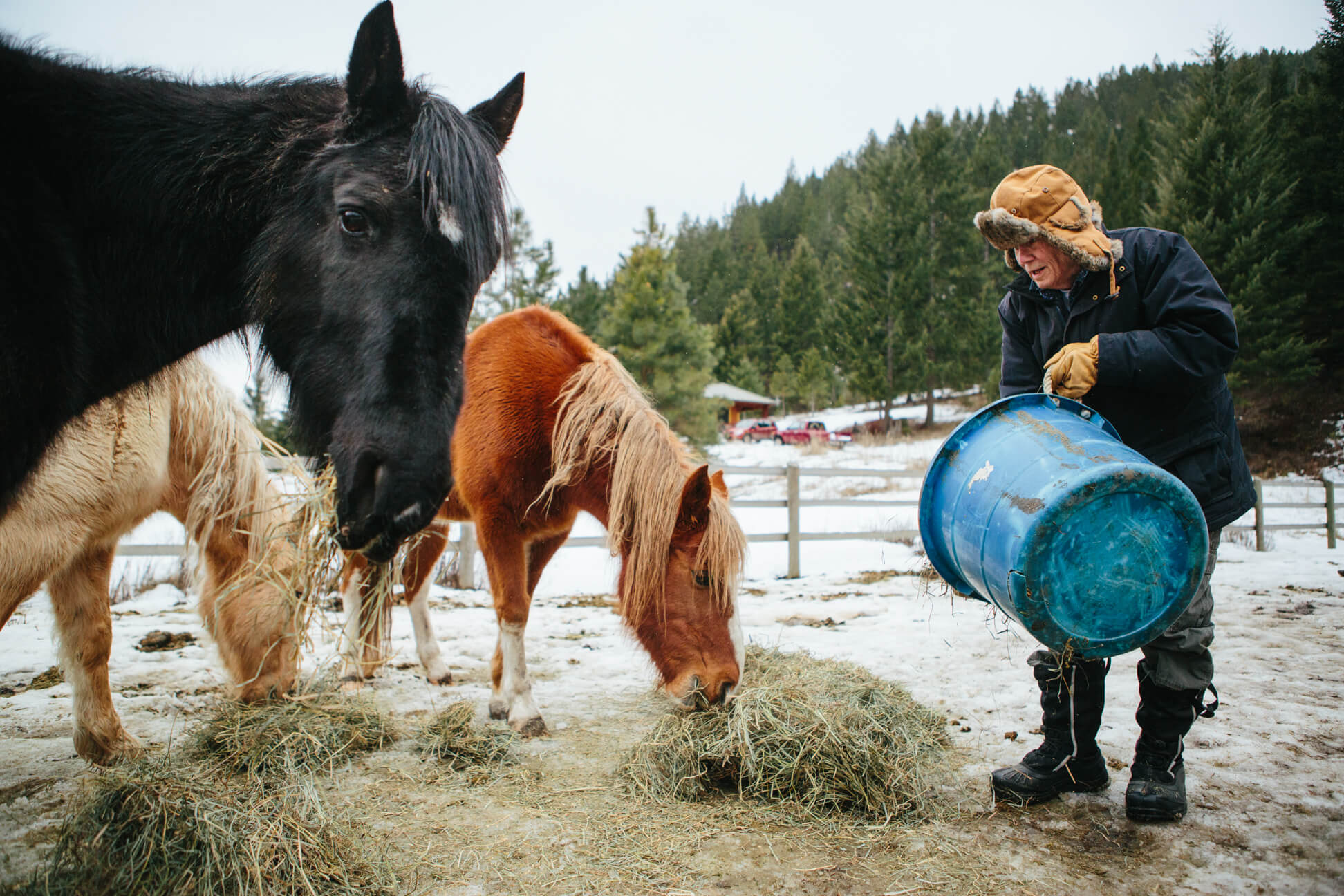 James Lee Burke feeds his horses at his home in Lolo Montana