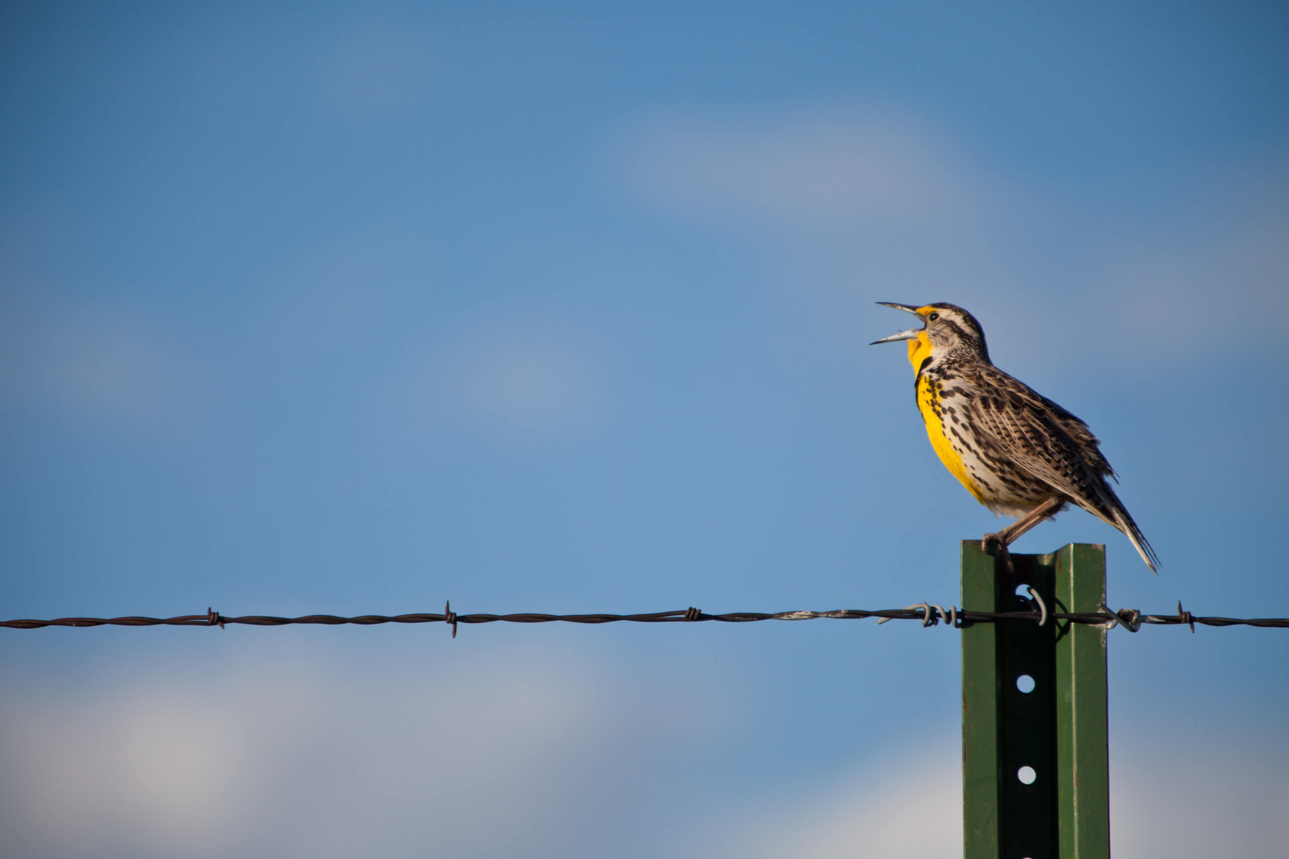 A Western Meadowlark sings on a fence post in western Montana