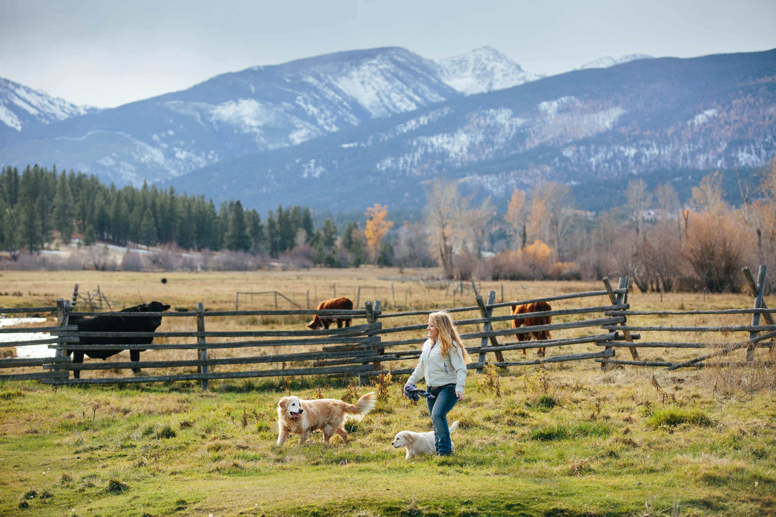 A woman and her two dogs walk through a ranch while steers and cows look on in Victor Montana
