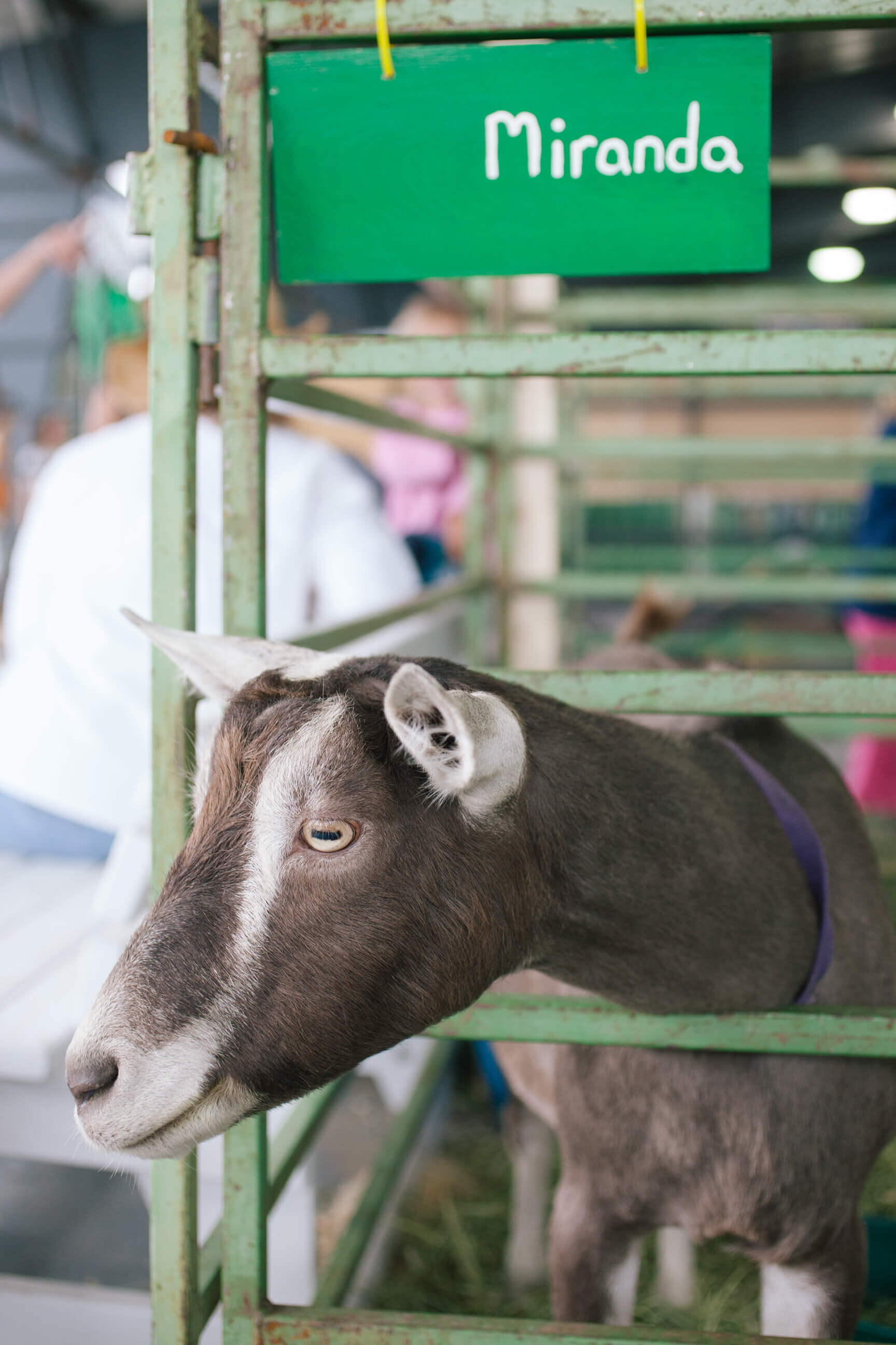 A goat named Miranda waits her turn to be judged at Missoula's Western Montana fair