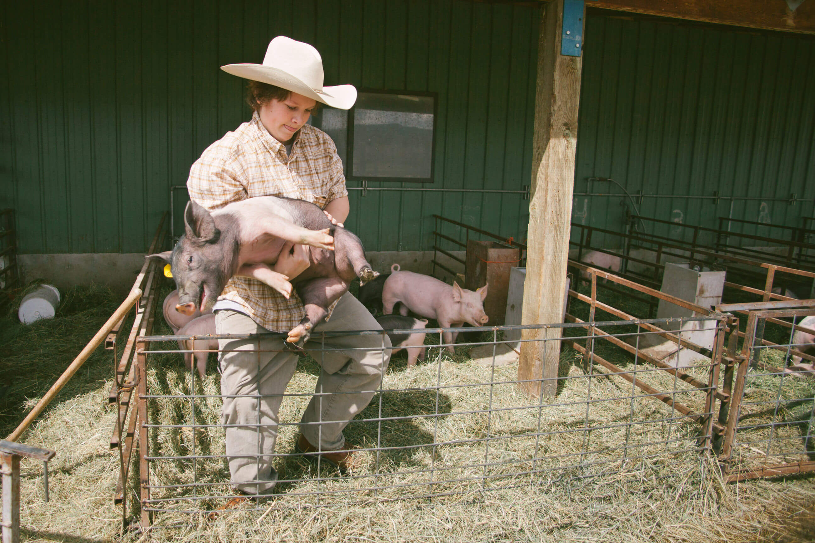 A young man removes a young piglet from its pen in Missoula Montana