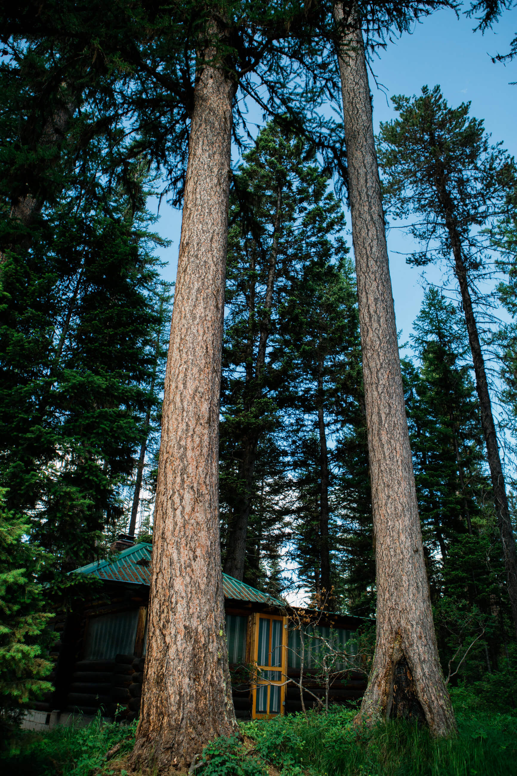 Two tall lodge pole pines frame Norman Maclean's family cabin at Seeley Lake Montana