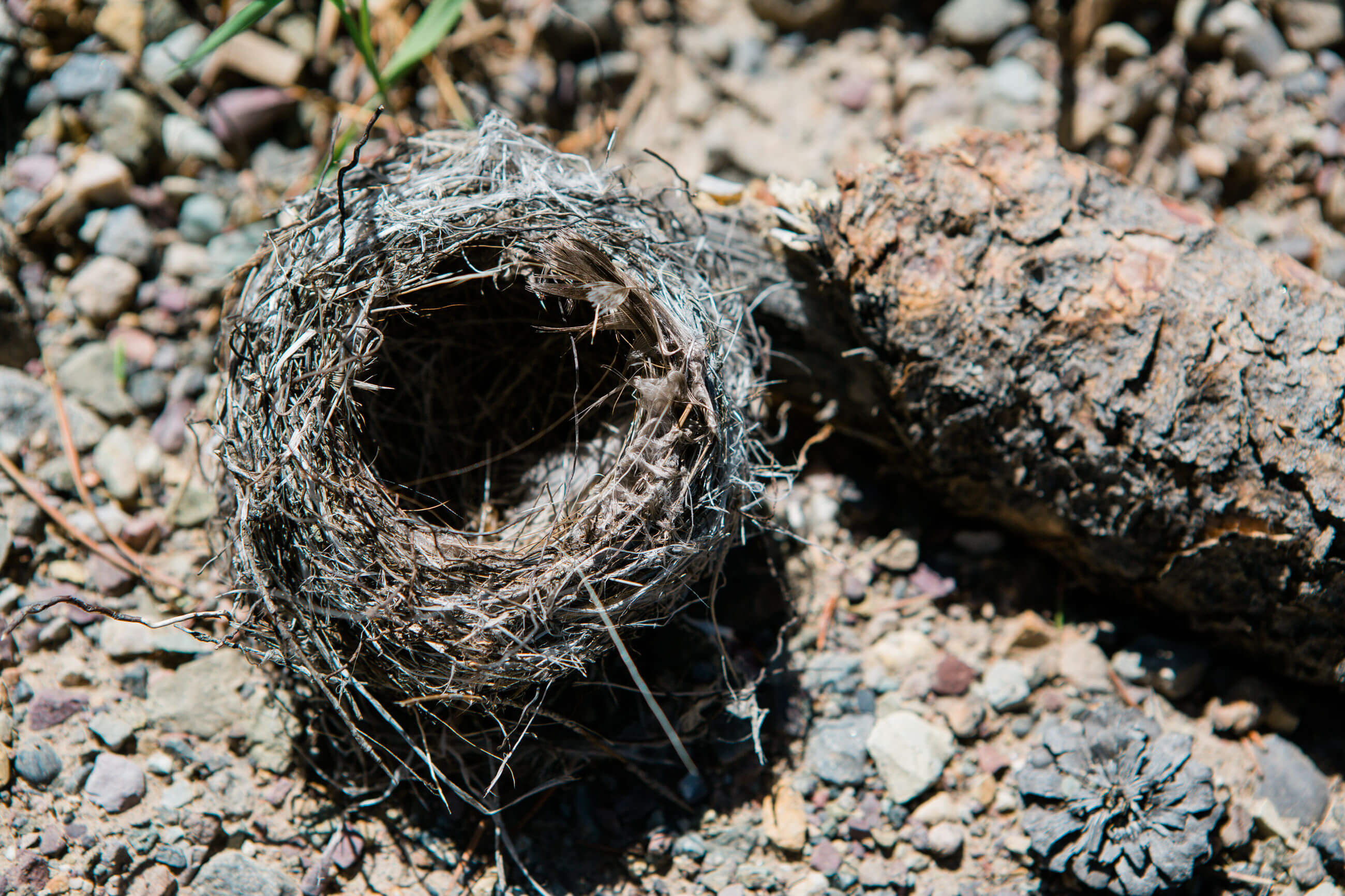 An empty birds' nest lies on the ground
