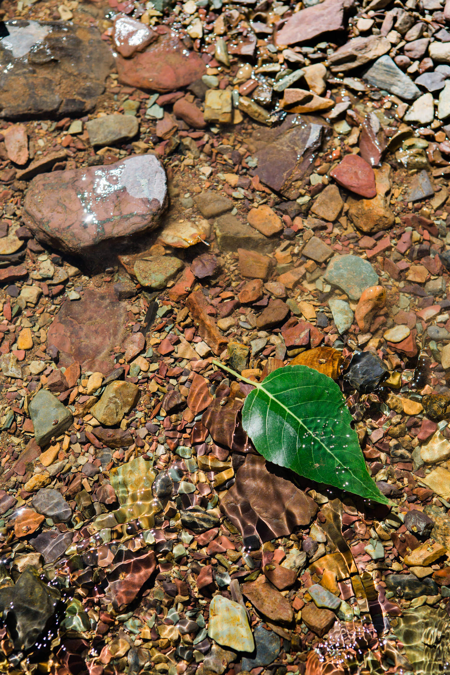 A leaf floats in water above mine tailings in Montana