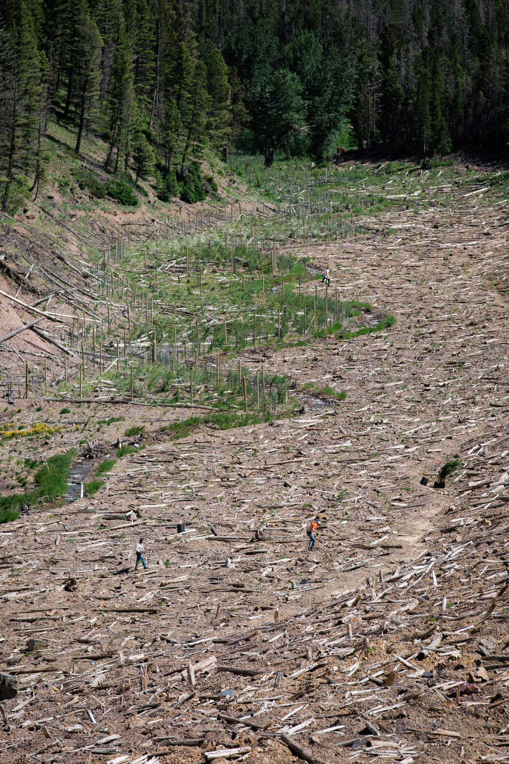 Workers plant new sapling trees at the former Mike Horse mine in Montana