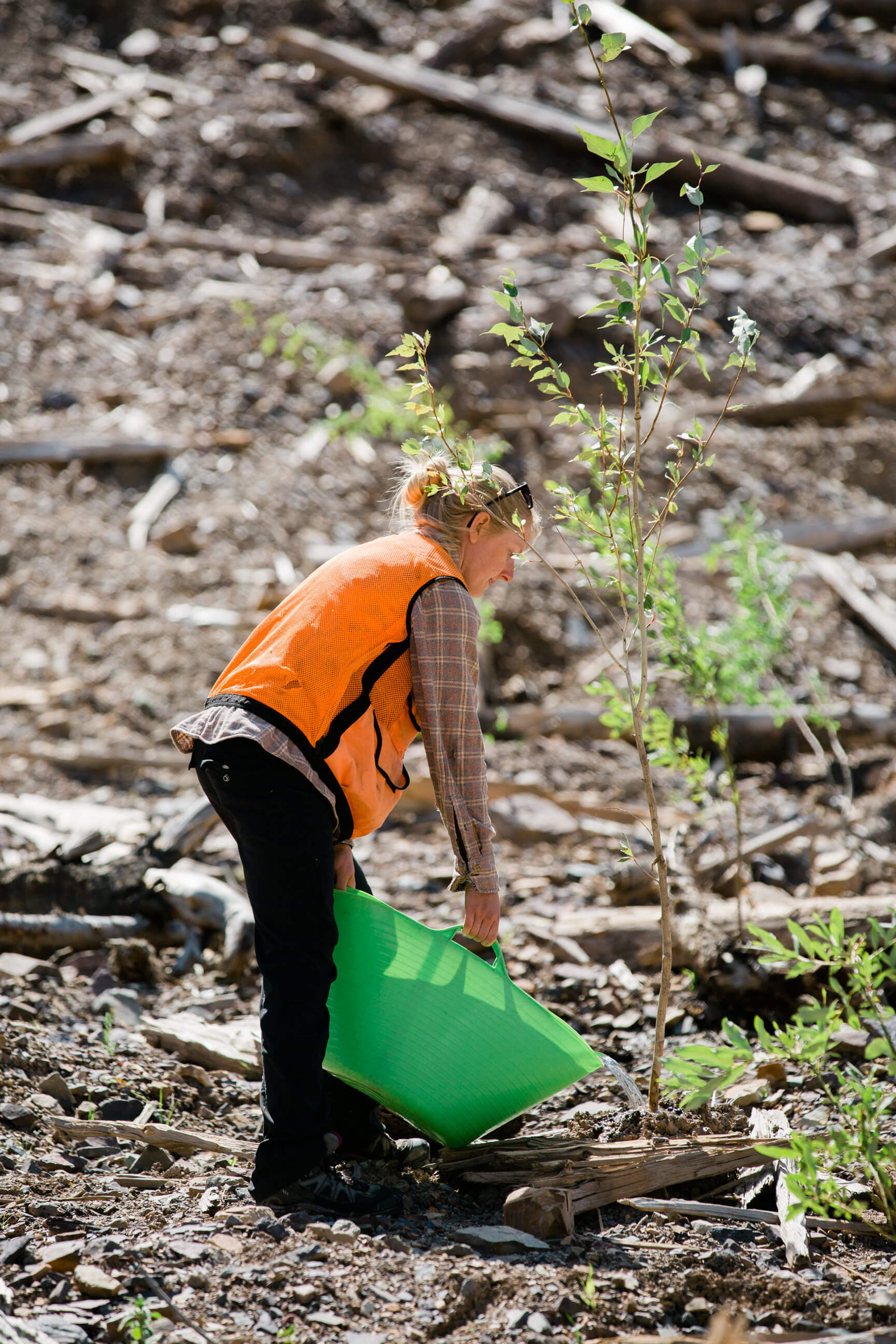 A woman worker waters a newly planted tree sapling at the former Mike Horse mine in Montana