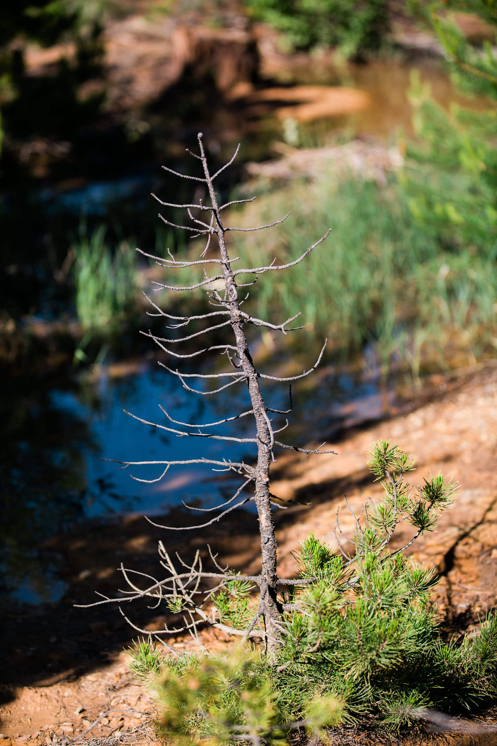 A young tree dies before it even gets a chance to grow up at the former Mike Horse mine site in Montana