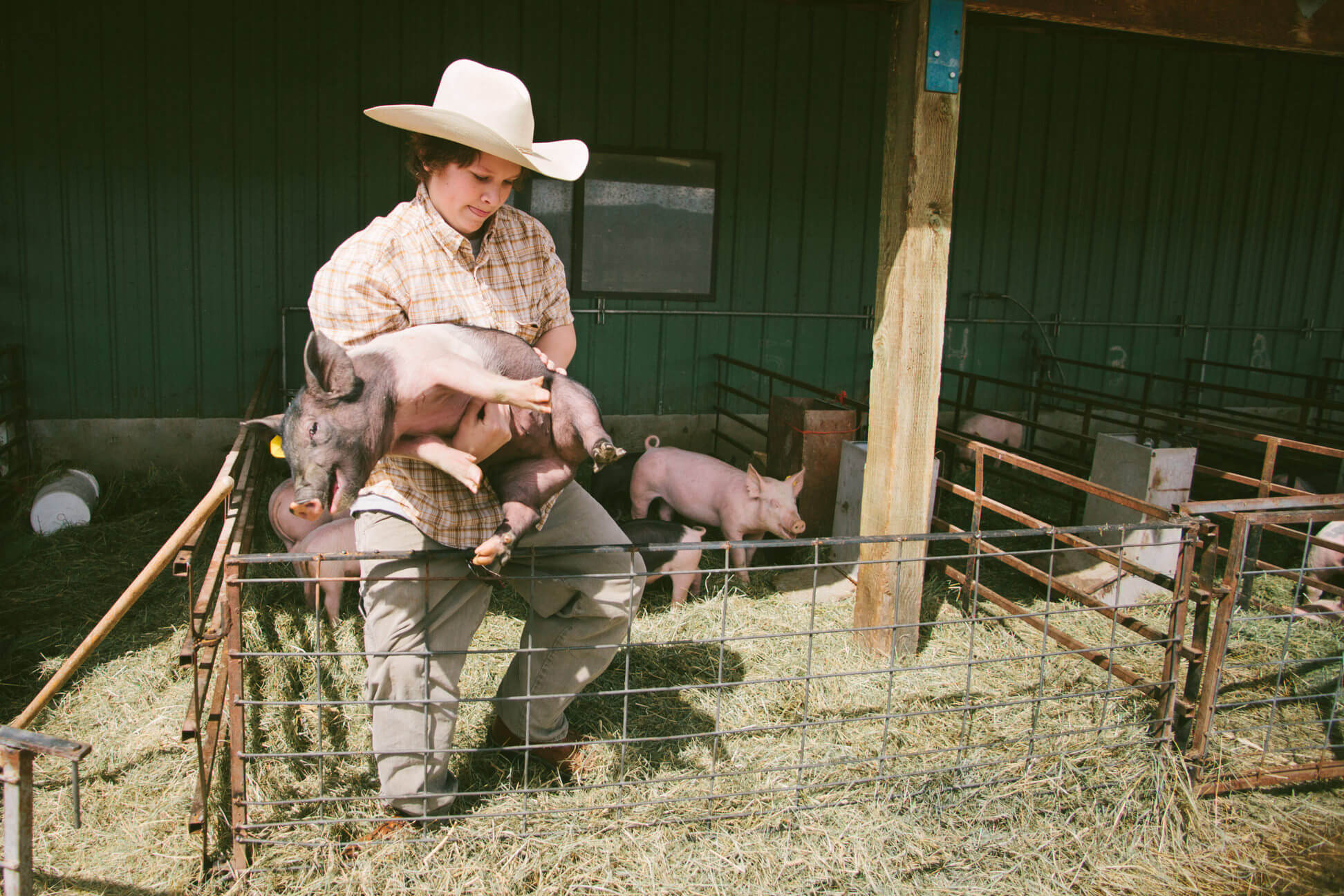 A young man removes a piglet from its pen in Missoula Montana