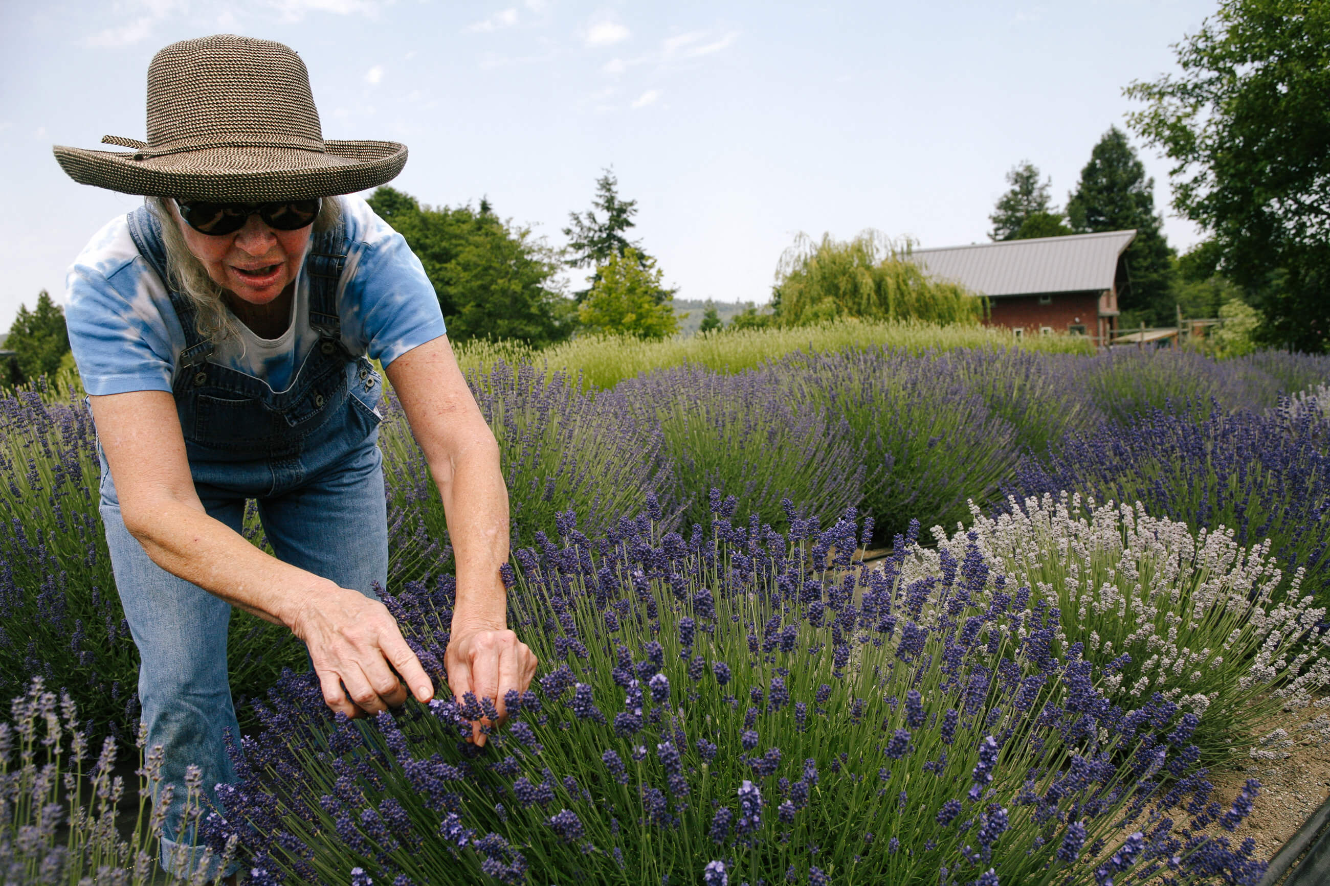 A woman lavender farmer picks some lavender flowers at her lavender farm in Vashon Island Washington