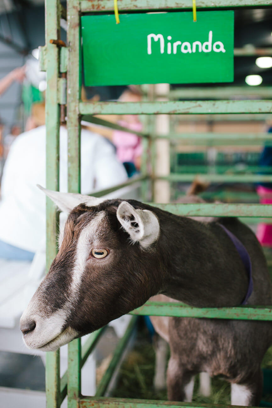 Miranda the goat watches as people pass by her pen at the Western Montana State Fair in Missoula Montana