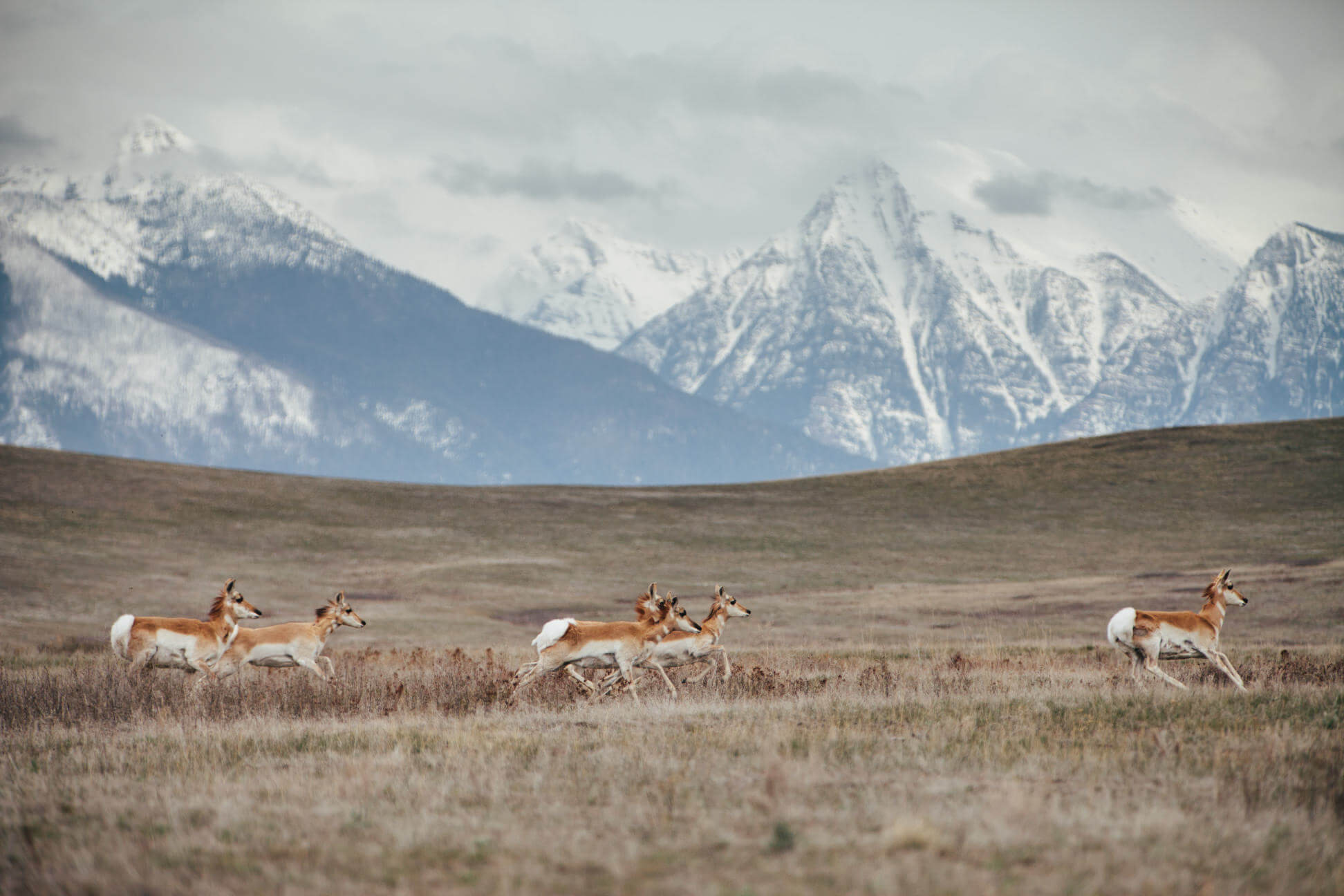 A small herd of antelope run across a field at the National Bison Range in Montana